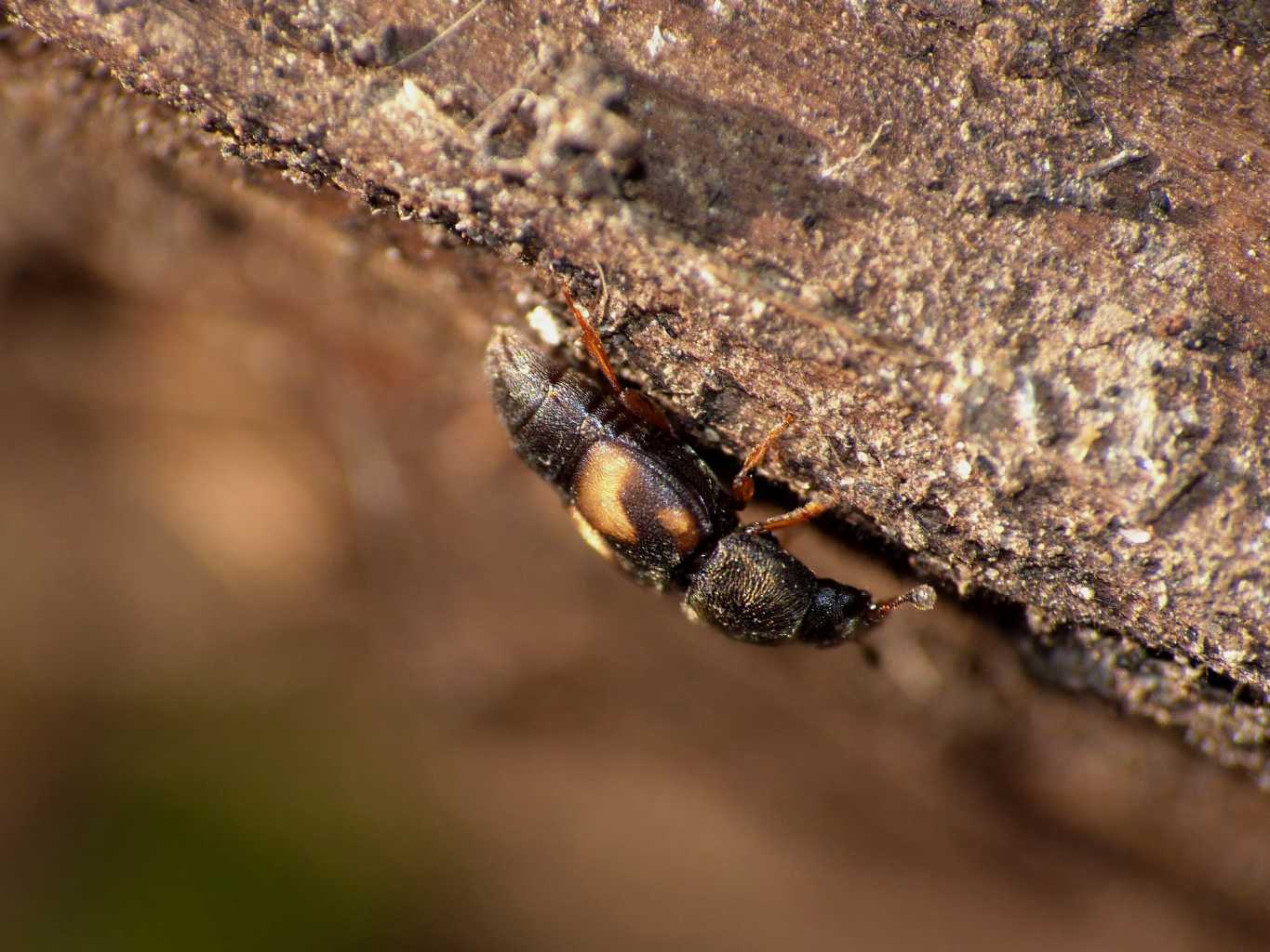 Carpophilus hemipterus